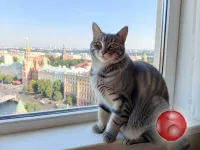Котик в добрые руки